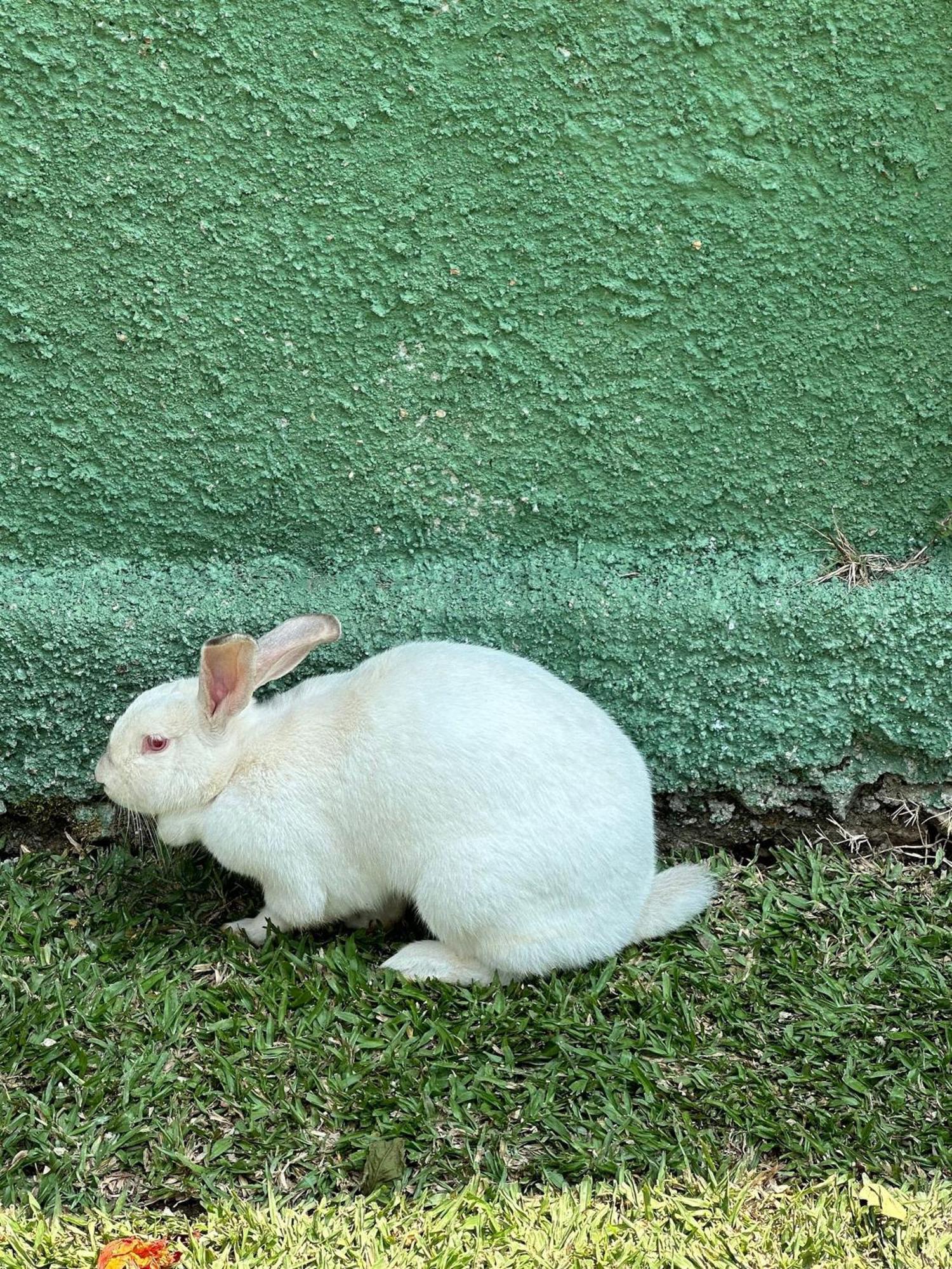 ホテル Chacara Comary Teresópolis エクステリア 写真